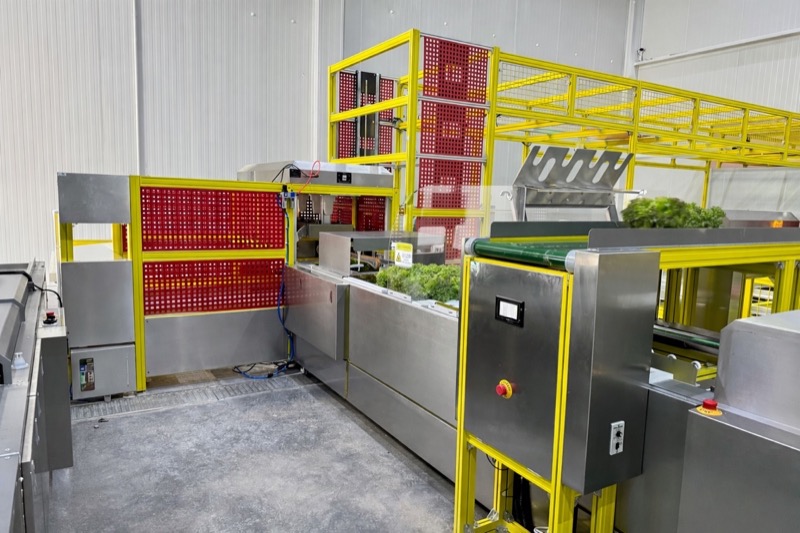 Automated harvesting line with conveyor belt processing fresh greens