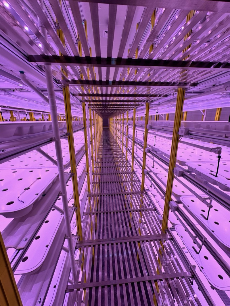 Deep vanishing-point perspective through LED-lit growing corridor