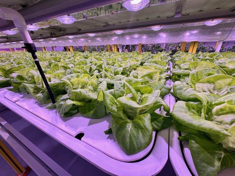 Lettuce growing under overhead LED lenses with visible environmental sensors