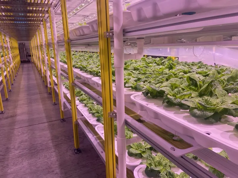 Sla-rekken met meerdere niveaus onder LED-verlichting in een AGEYE-binnenboerderij