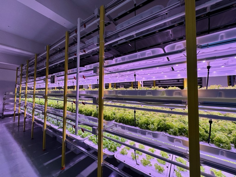 Side view of multi-tier growing racks with lush green crops on each level